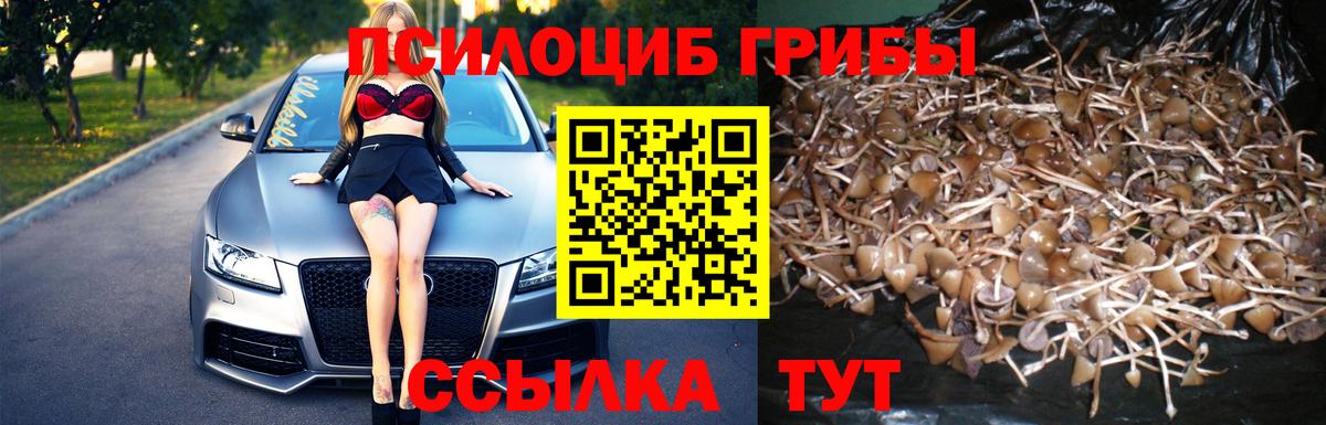 Псилоцибиновые грибы GOLDEN TEACHER  Галлюциногенные грибы Cubensis  Богданович  Вход с VPN 